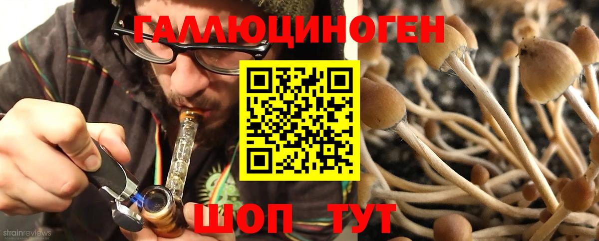 Псилоцибиновые грибы Cubensis Ленинск-Кузнецкий